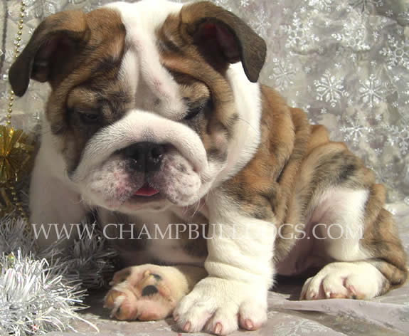 English Bulldog puppies